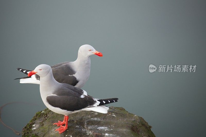 海鸥夫妇