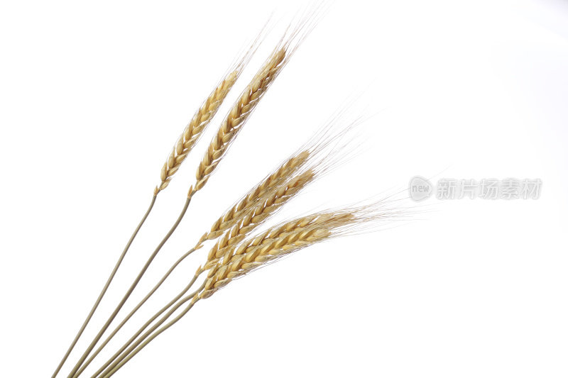 白色背景下的金色小麦的孤立镜头