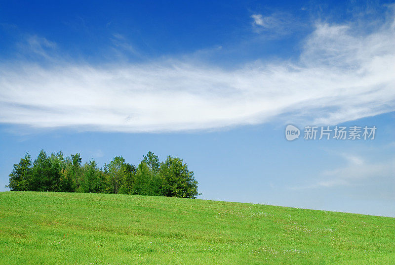 绿色的田野和孤独的树木