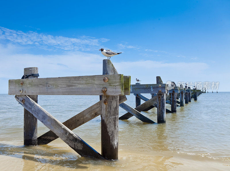 海鸥在墨西哥湾沿岸的废弃码头休息