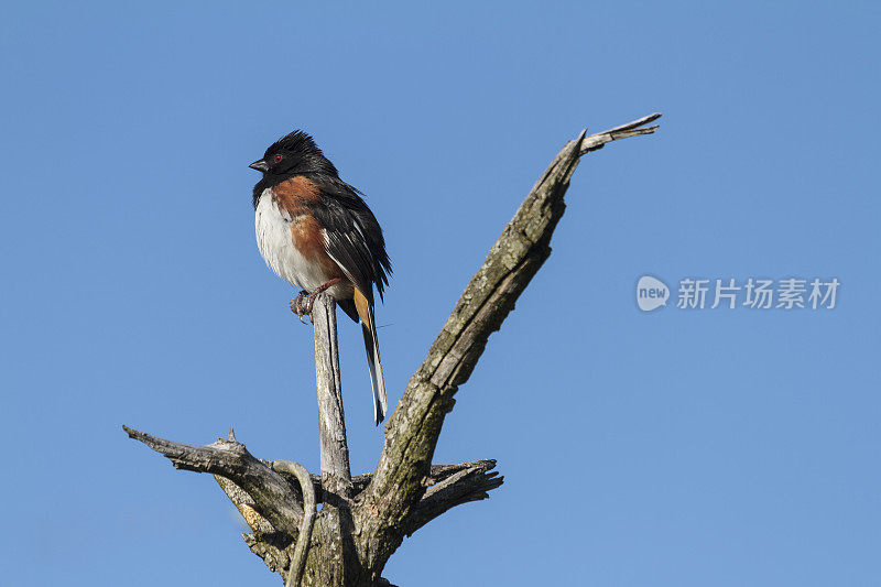 东托维(皮皮罗红眼症)