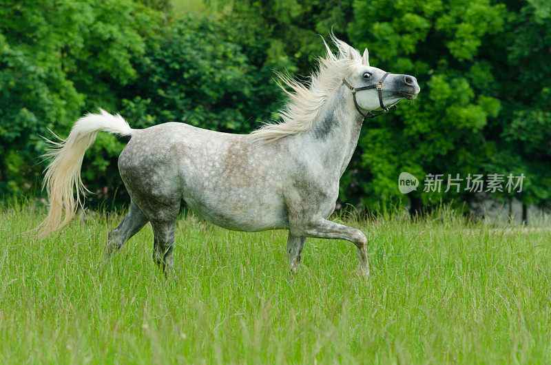 阿拉伯骏马——疾驰的母马