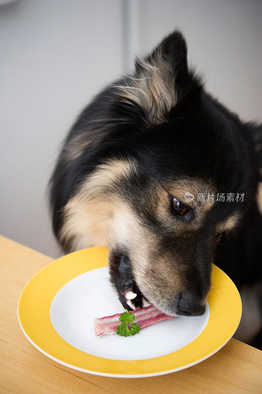 狗偷食物