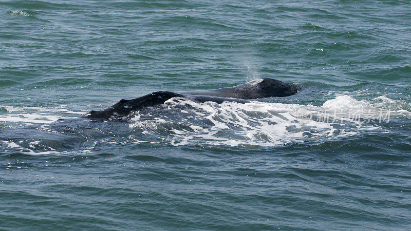 灰鲸妈妈和幼崽