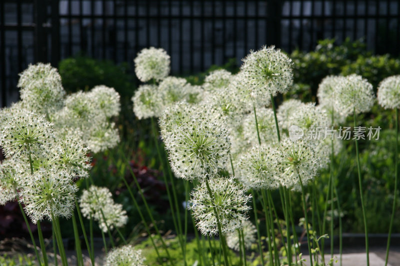 葱在花园里开花