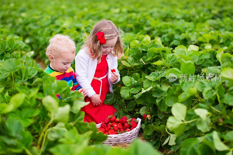 孩子们在田里摘草莓