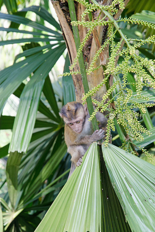 小猴子在棕榈树上。