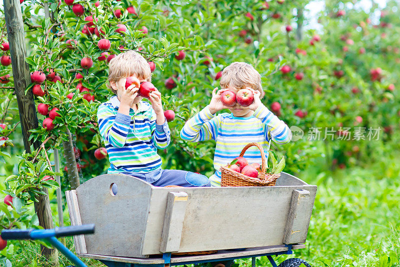 两个小男孩在农场的秋天摘红苹果