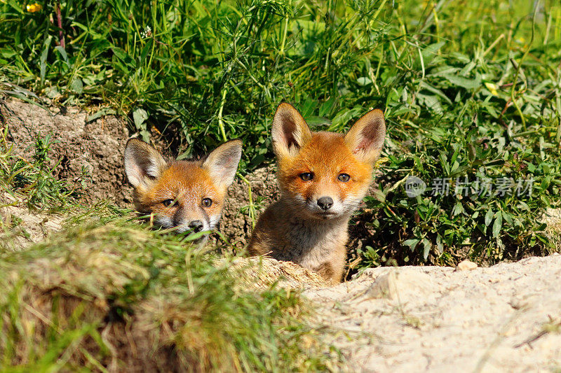 两个可爱的狐狸