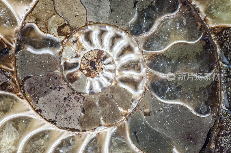 鹦鹉螺化石壳宏观结构
