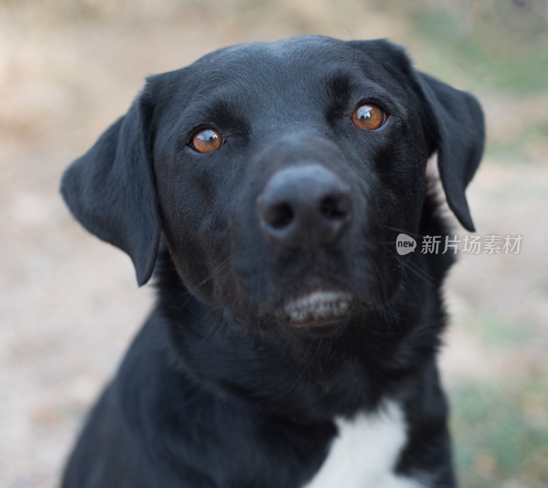 黑色拉布拉多混血品种犬