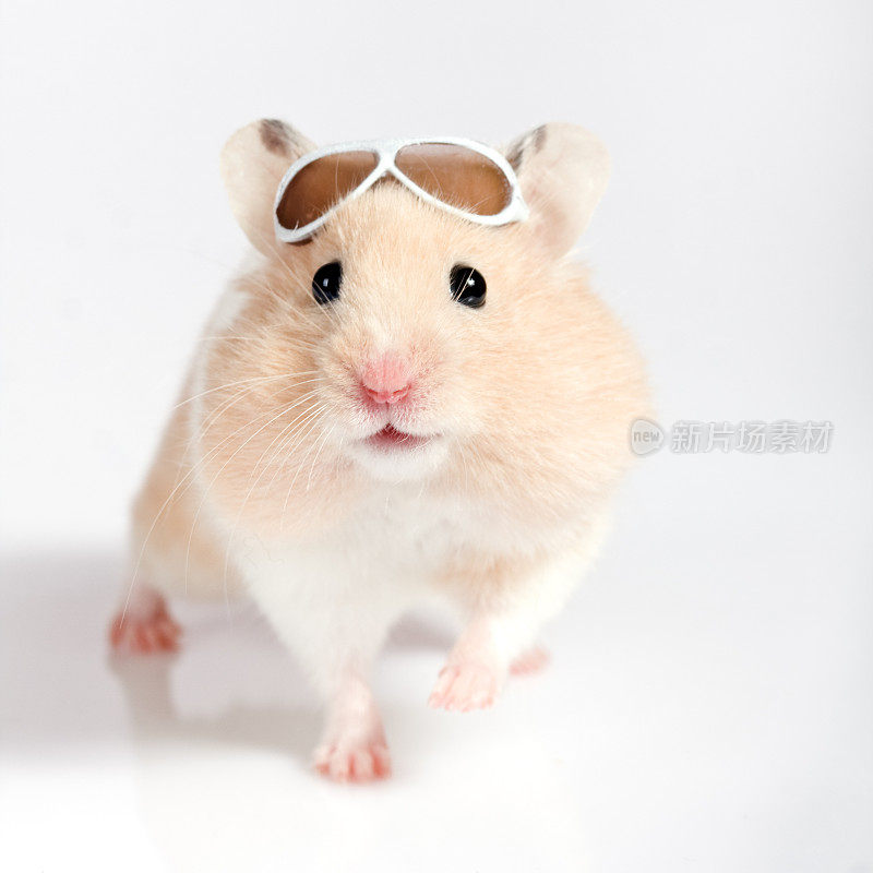 戴着太阳镜的可爱小仓鼠