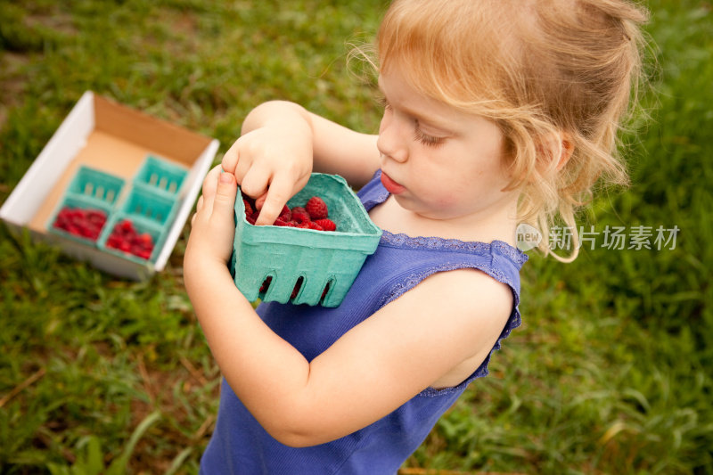 小女孩拿着一盒她摘的树莓并数着
