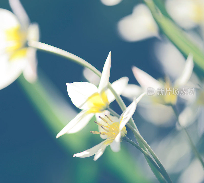 美丽的春天的花朵