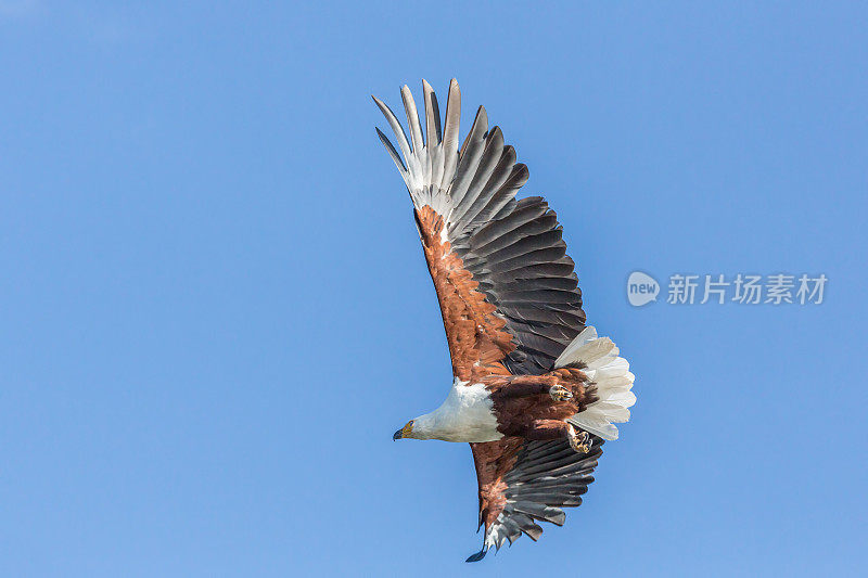 非洲鱼鹰