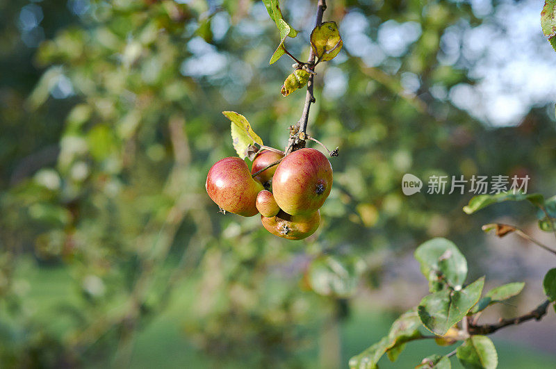 秋天，苹果挂在树枝上