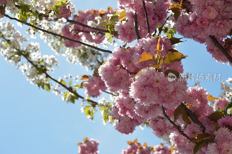 春天苹果花