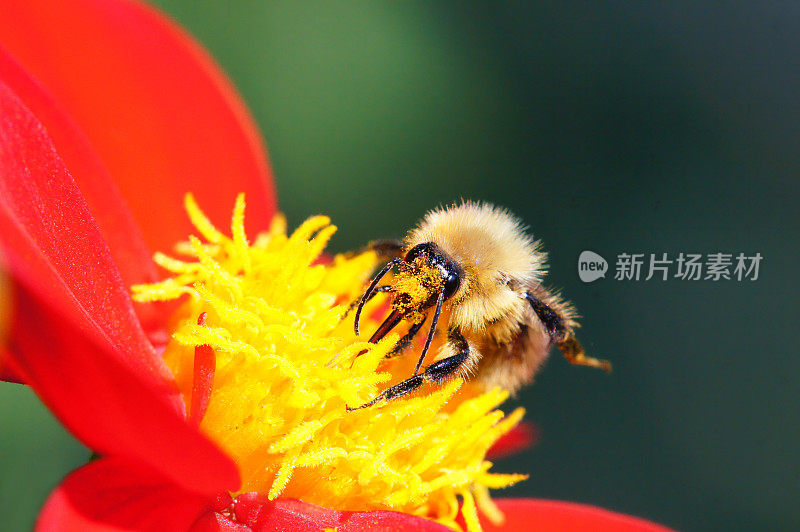 大黄蜂在大丽花上