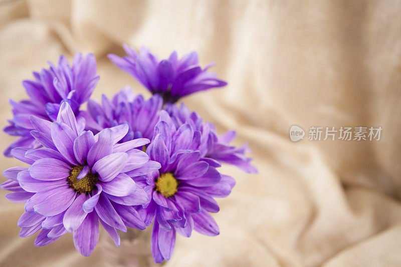 花瓶上的紫色雏菊花，米色背景。Copyspace。