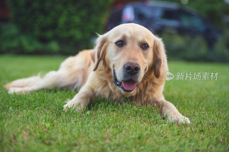 疲惫的金毛猎犬伸出舌头