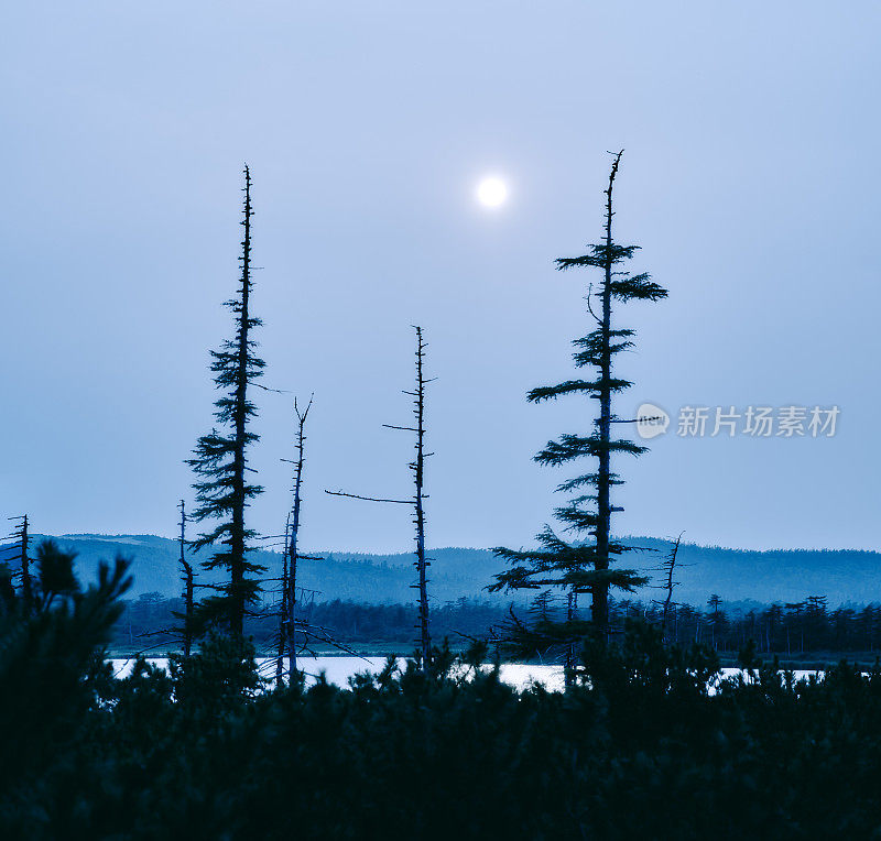 剪影干老，湖水，月夜