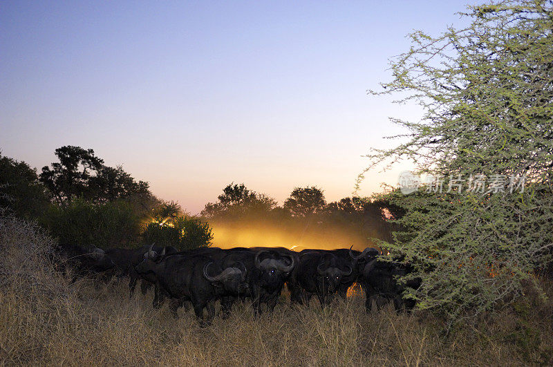 日落后，一辆车停在后面的非洲野牛群