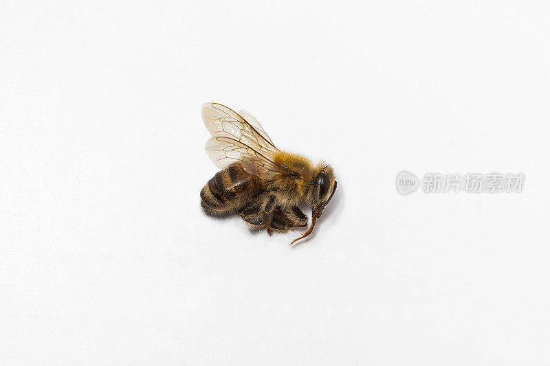 死去的蜜蜂