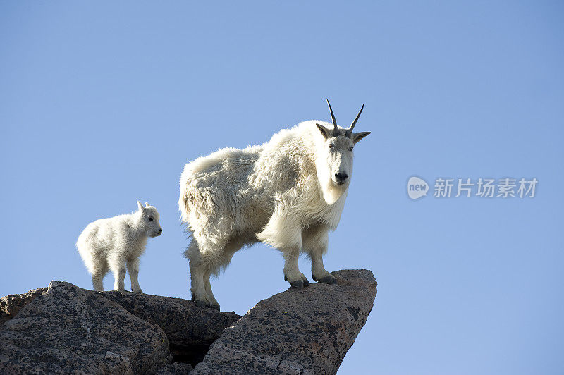 山羊保姆和孩子