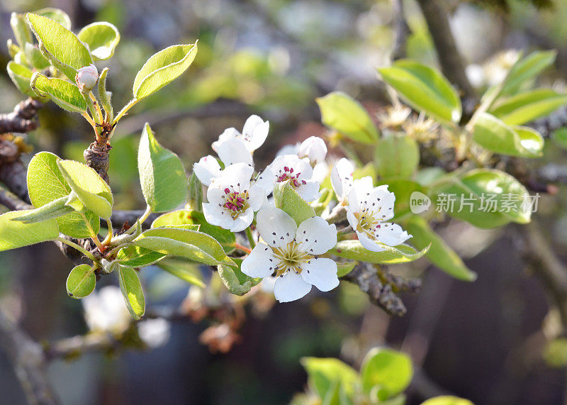 梨树开花