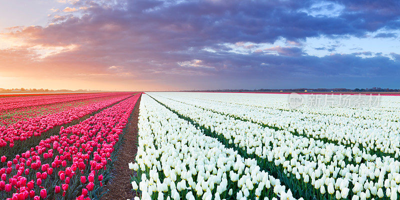 荷兰日出时，一排排五颜六色的郁金香