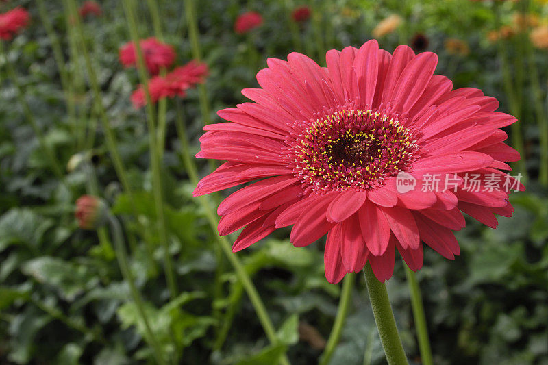 非洲菊的特写