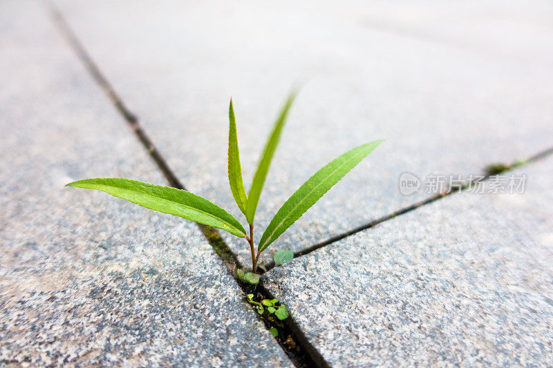 从地里长出来的新鲜植物