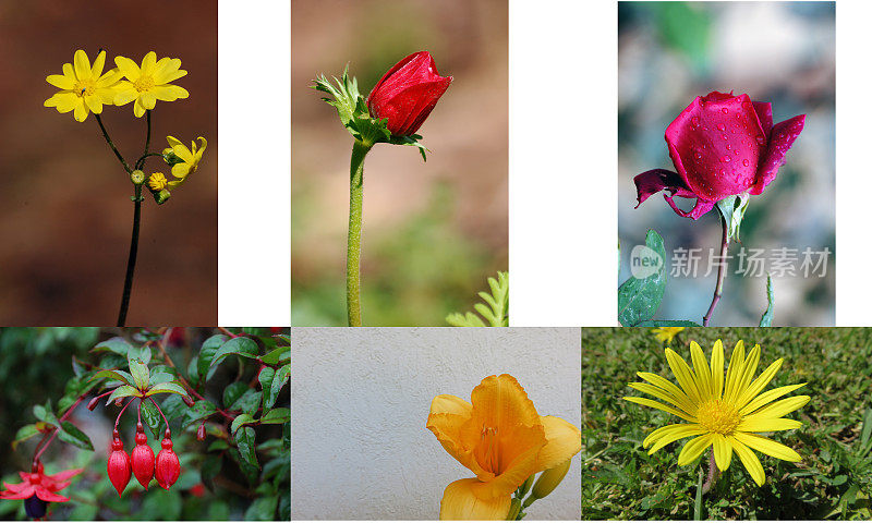 六张高质量的鲜花图片