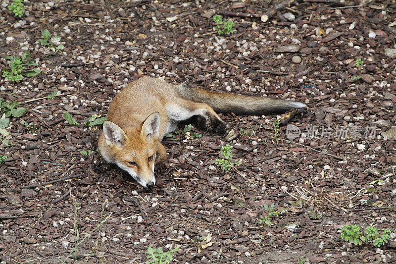 小狐狸在都市花园躺下