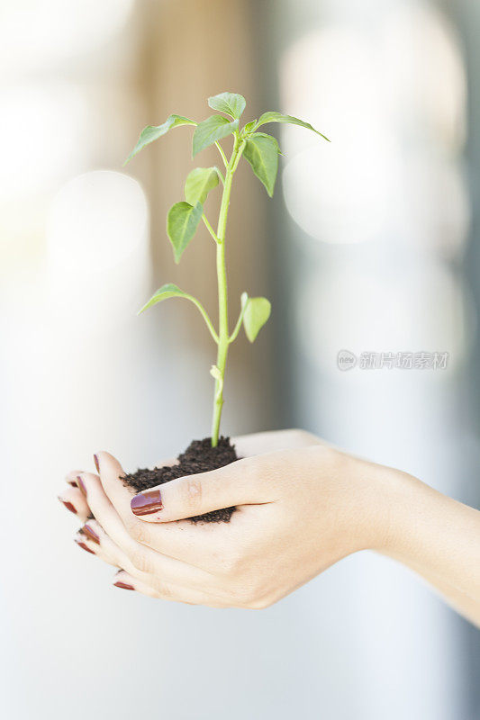 移植一株幼苗女性的手