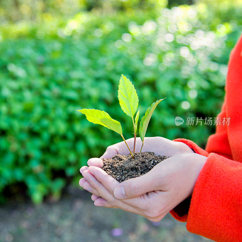 手中有小植物