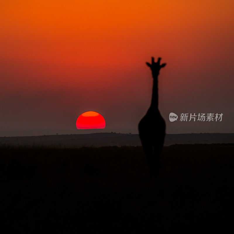 日落时分的萨凡纳长颈鹿