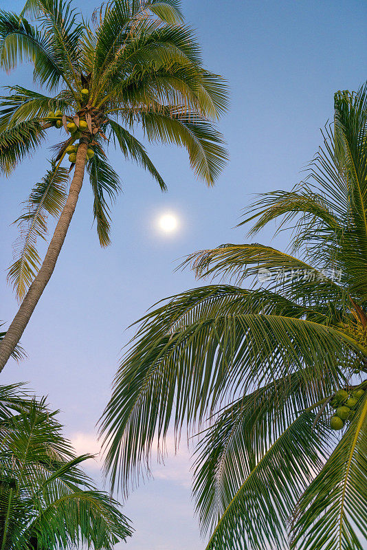 满月透过棕榈树照耀