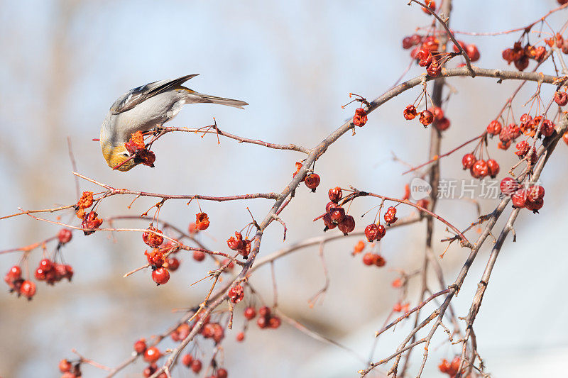 松鸟在春天吃海棠浆果
