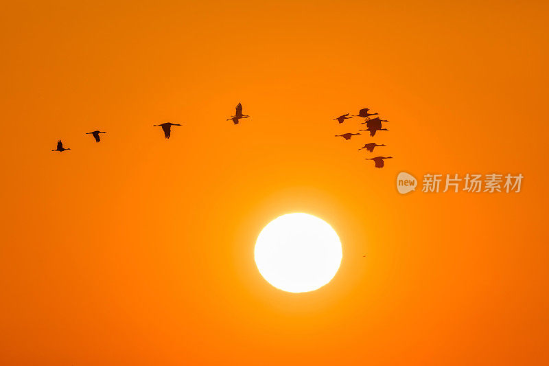 沙丘鹤在日出上飞翔，加利福尼亚，美国