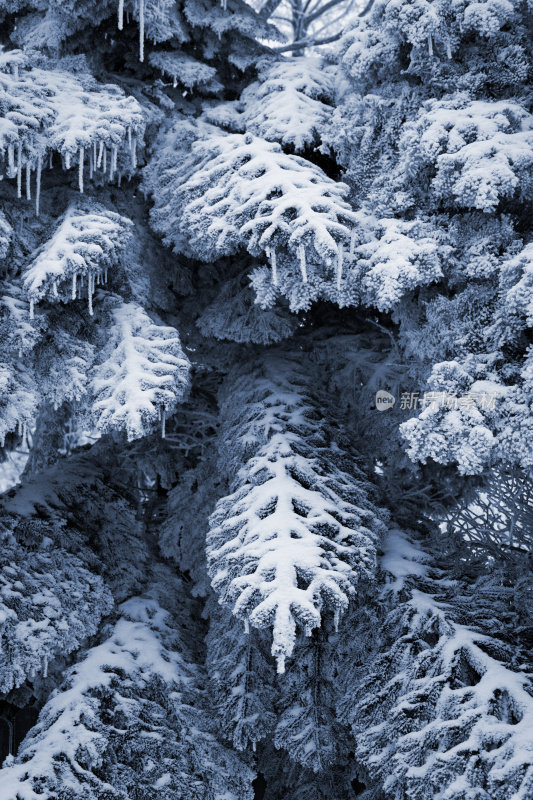 白雪覆盖的松树