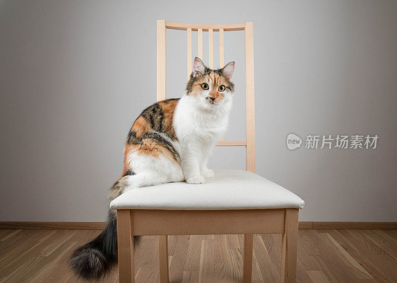 椅子上的漂亮白花猫直视着镜头