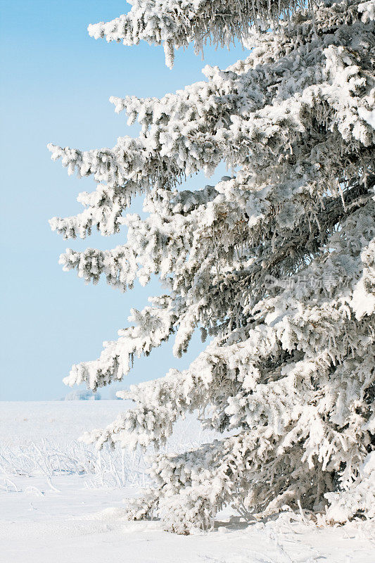 白雪覆盖的常青树