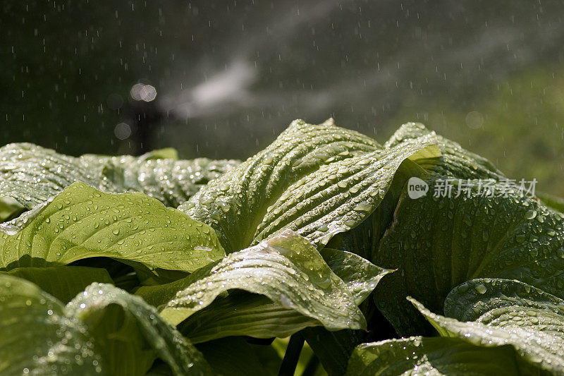 雨滴落在大叶子上