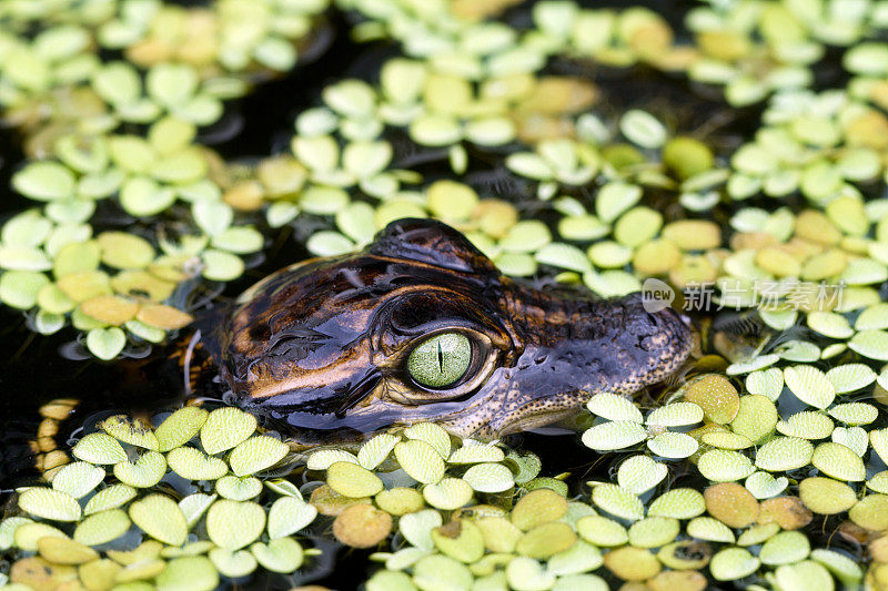 沼泽中的美洲短吻鳄宝宝
