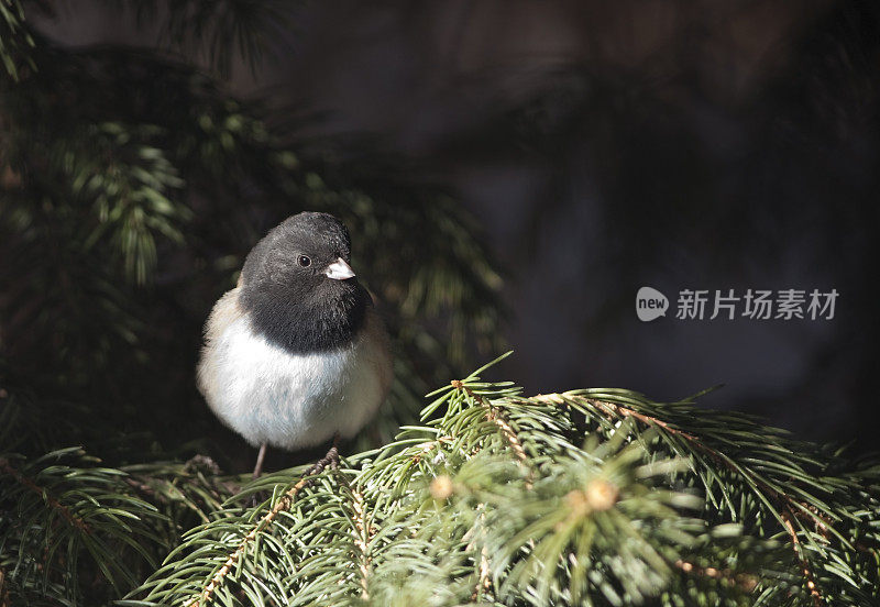 石板色的黑眼睛junco，科罗拉多州