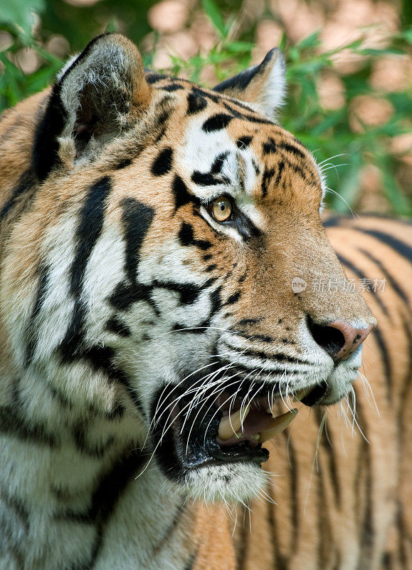 美丽的雄性老虎