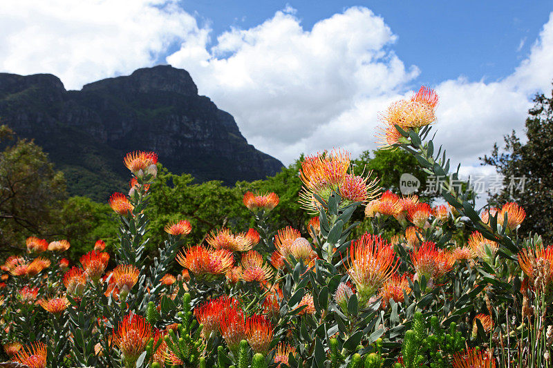 Kirstenbosch植物园Protea花卉