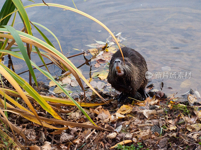 在河岸上的草丛中有海狸鼠