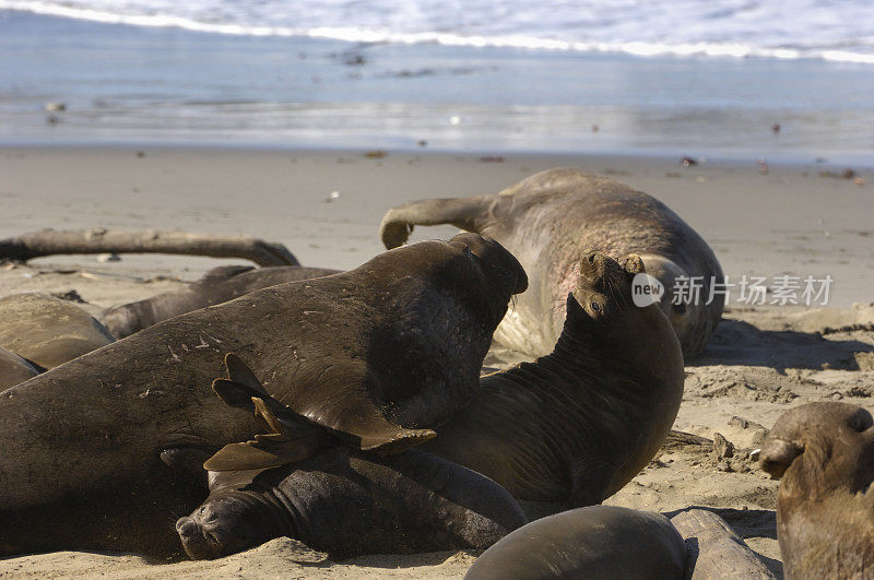 沙滩上的野生象海豹